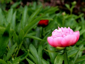 泌阳阳光花卉城与扬州办公室花卉售价的探索泌阳县花卉市场