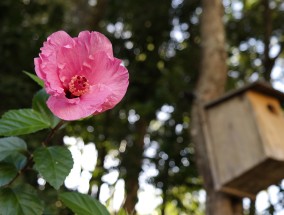 花卉生态功能与墙绘装饰画的双重魅力花卉的生态功能